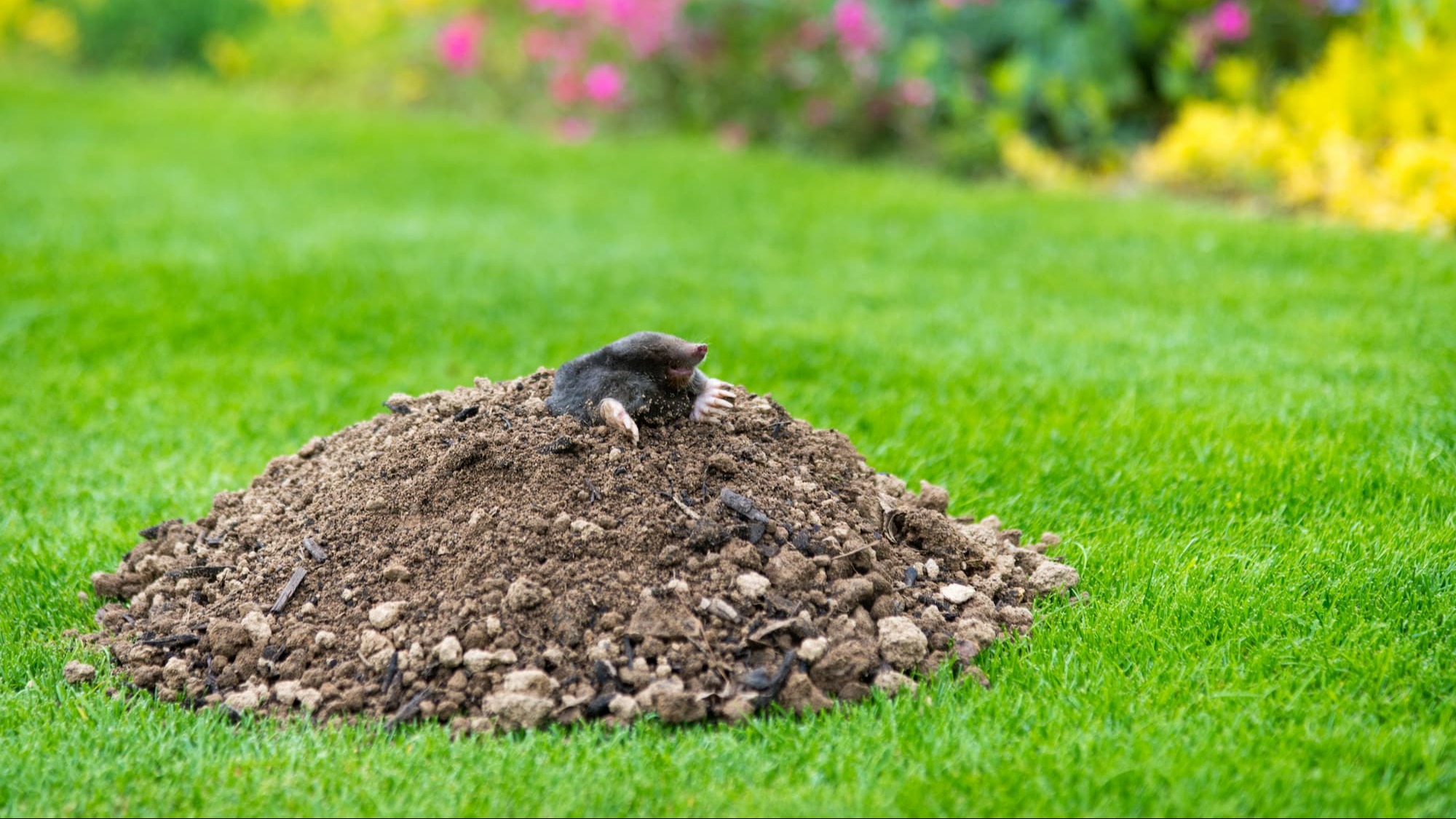 Mol in molshoop - Aveve