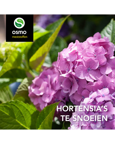 Hortensia's snoeien