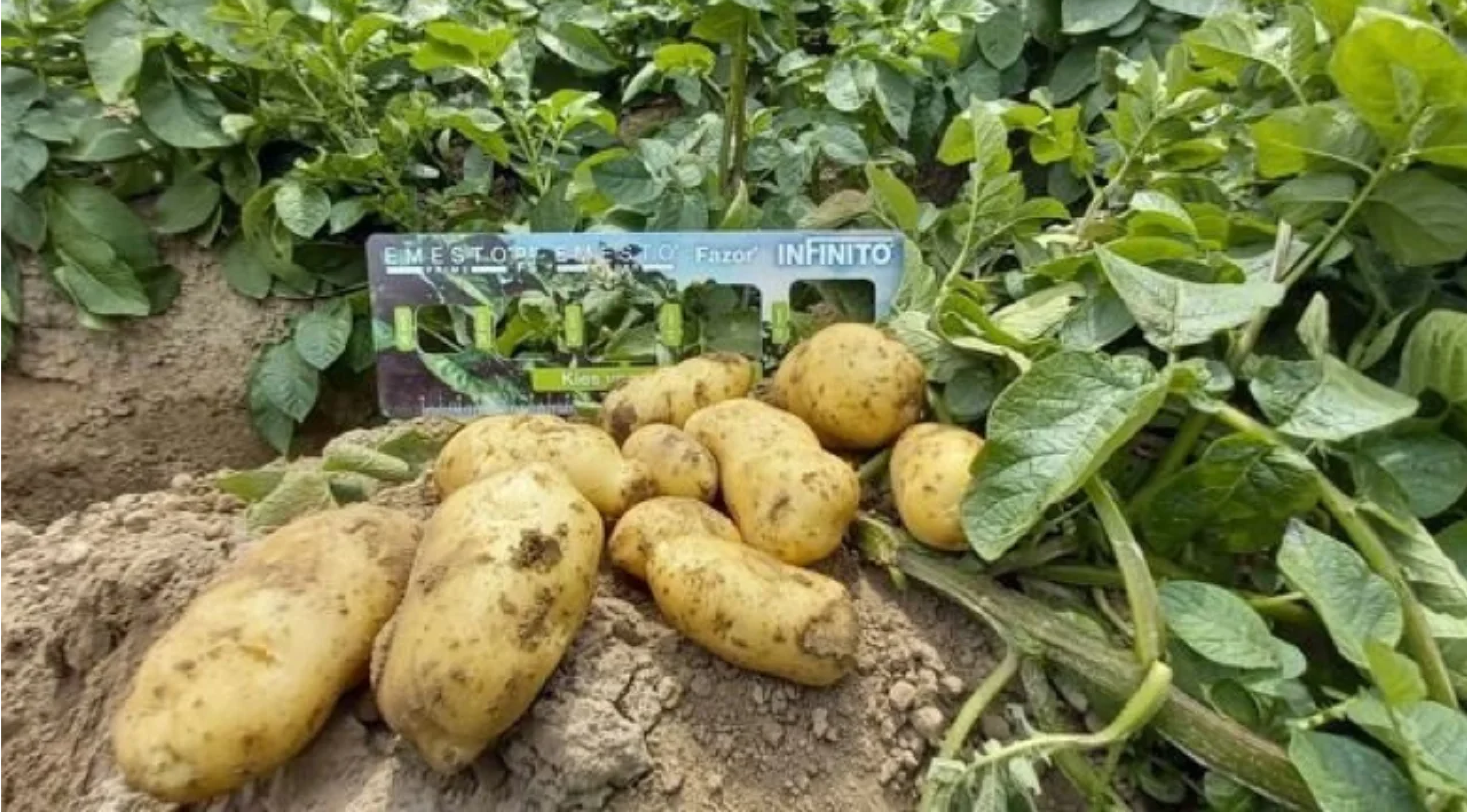MH stockage de pommes de terre 968x536px