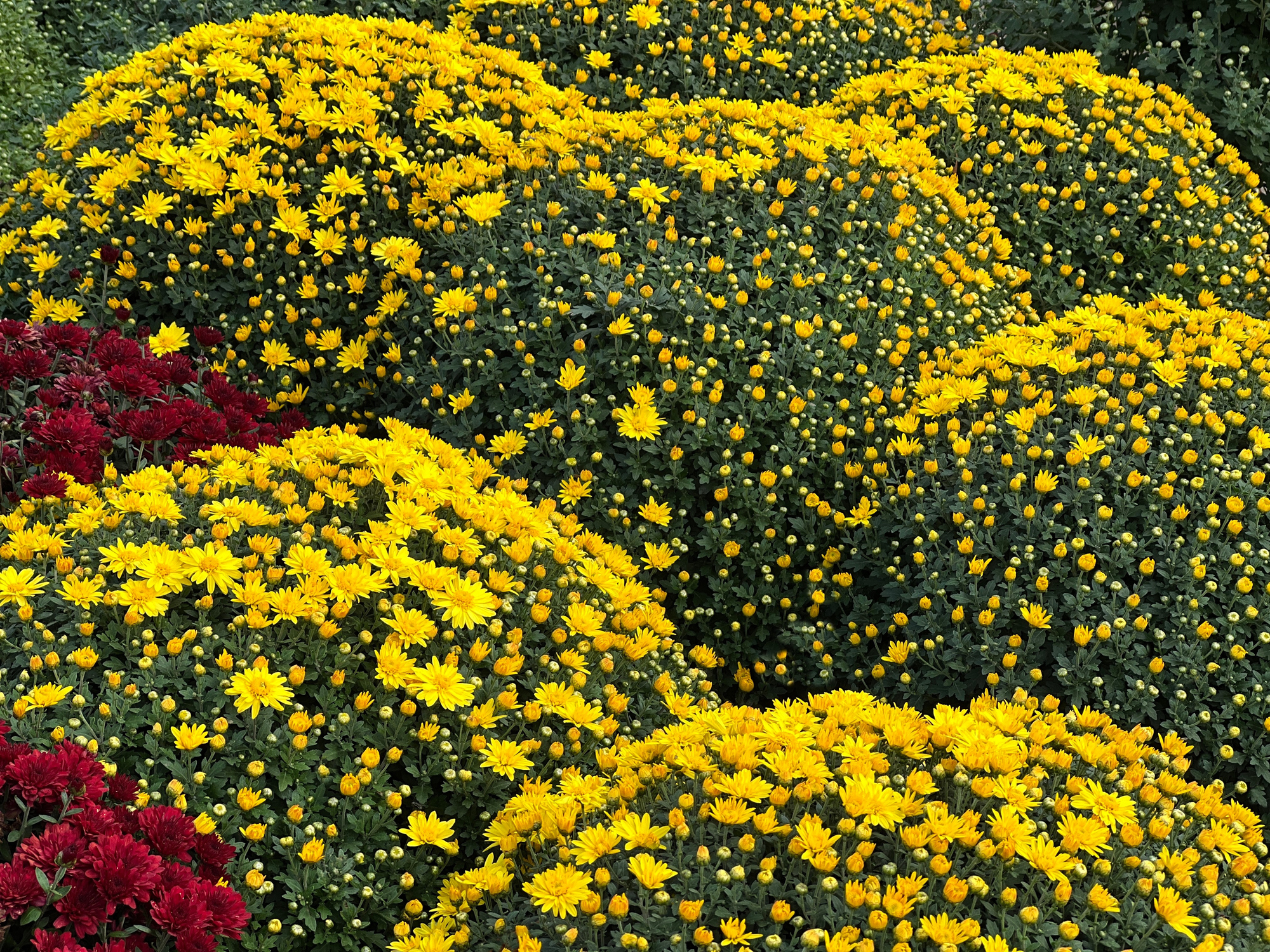 header image: Chrysant 