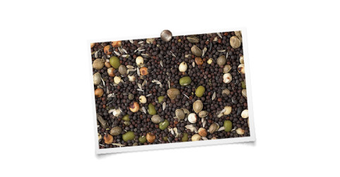 foto mengeling King Kanarie Kiemzaad00