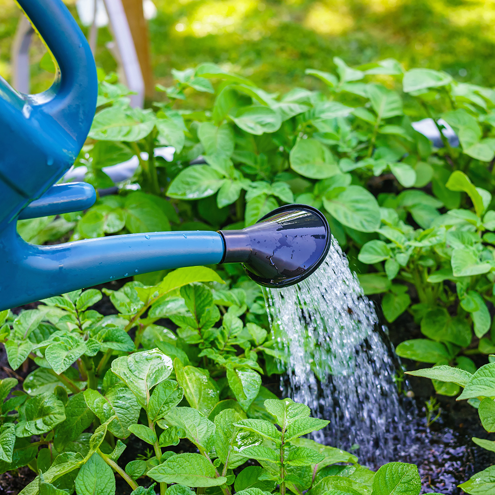 Afbeelding van aardappelplantjes die water krijgen - Aveve