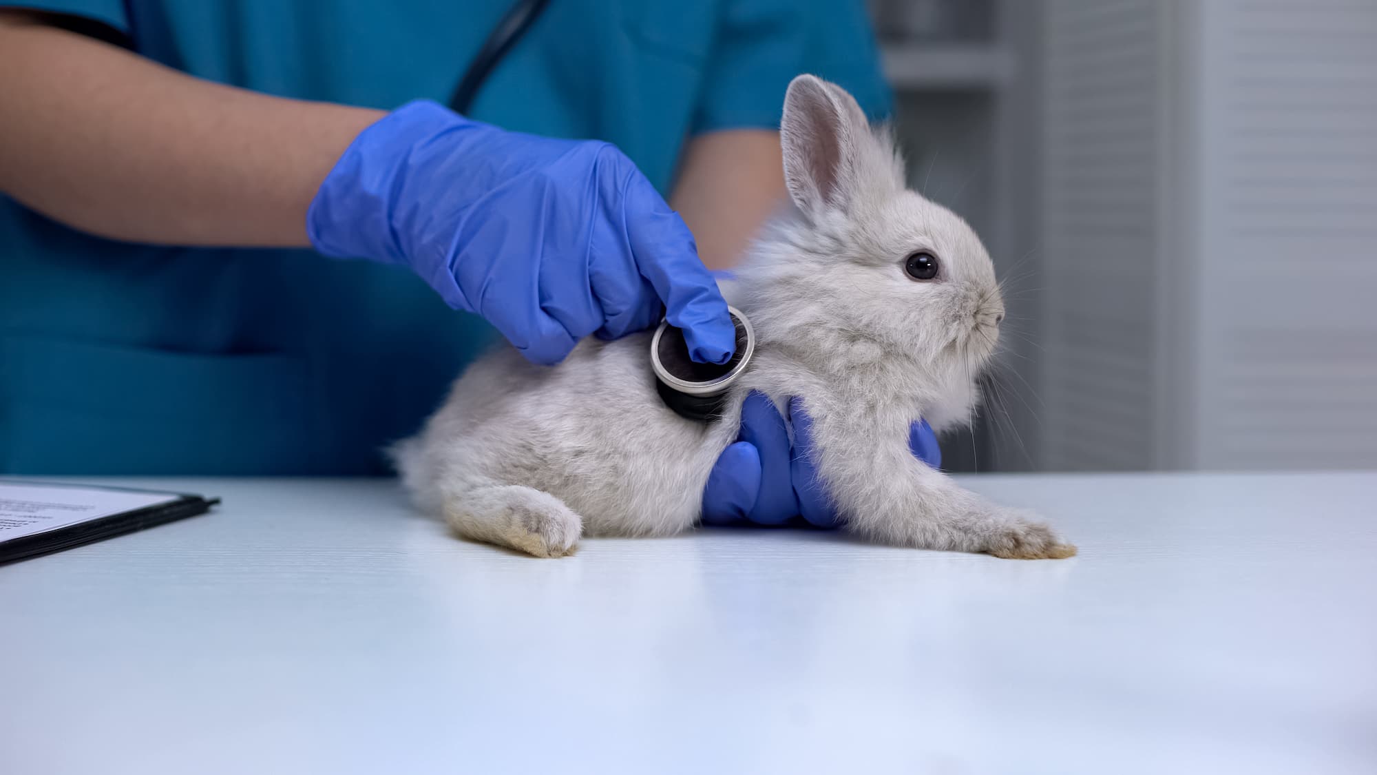 Lapin chez le vétérinaire – Aveve