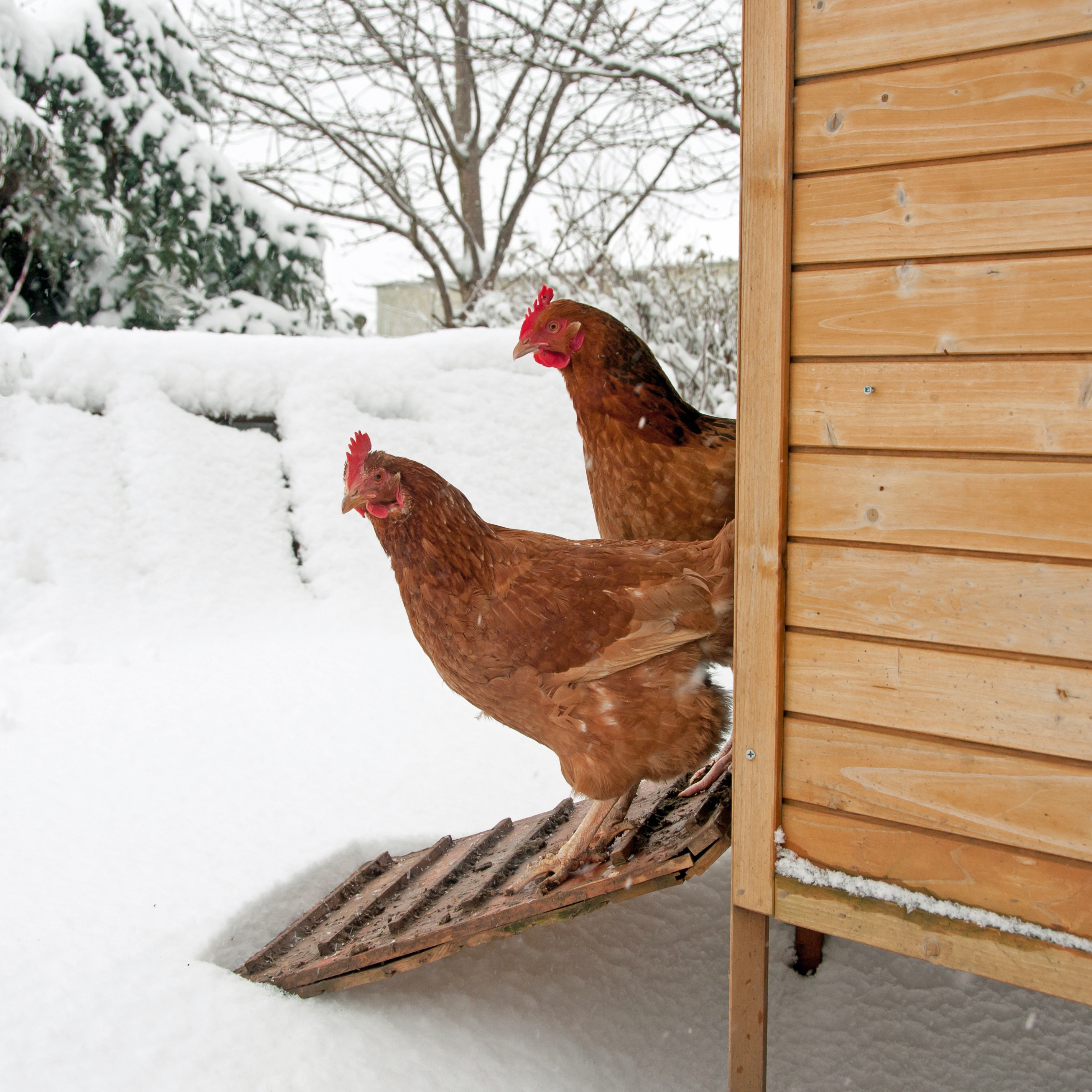 Des poules en hiver - Aveve
