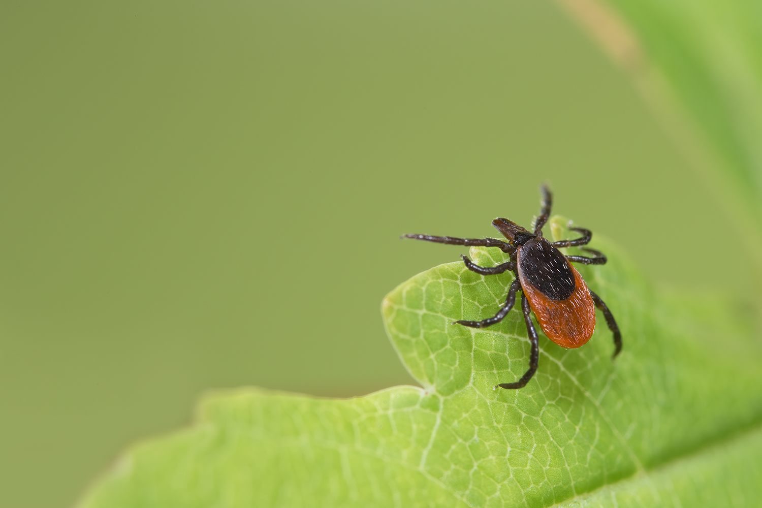 Teek in beplanting - Aveve