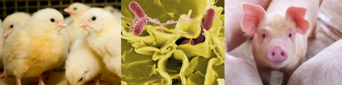 Salmonella