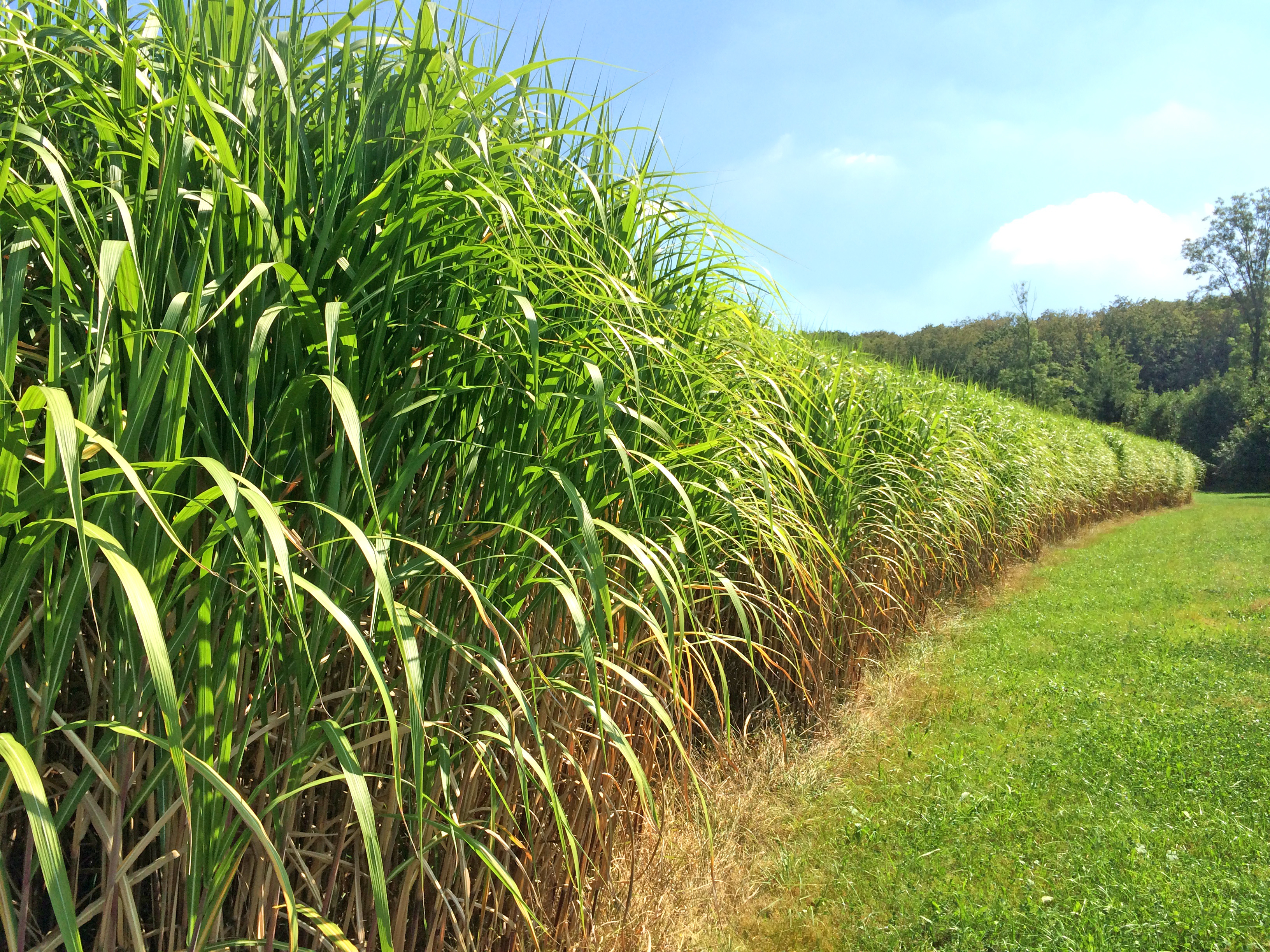 30.09.2025_Nieuwsbrief AH_Miscanthus: dé ideale aanvulling op je teeltplan! 