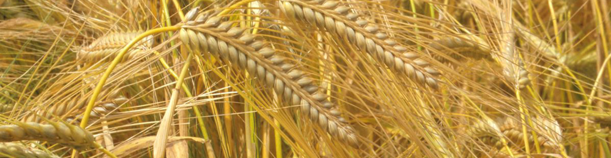 Brouwersgerst 968x250px