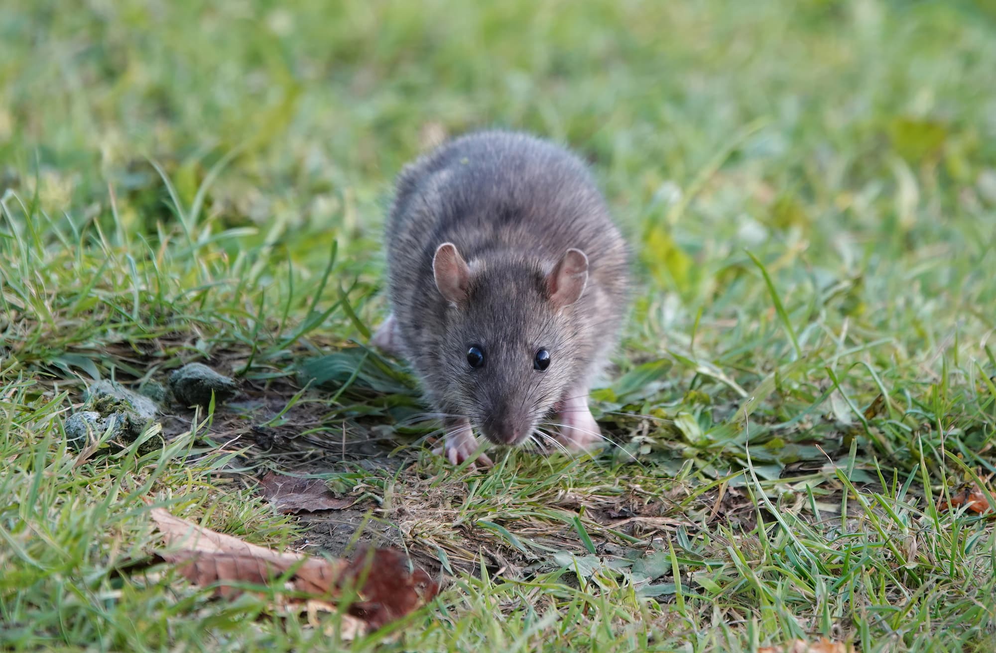 Les rats et les différents outils de lutte contre les rats