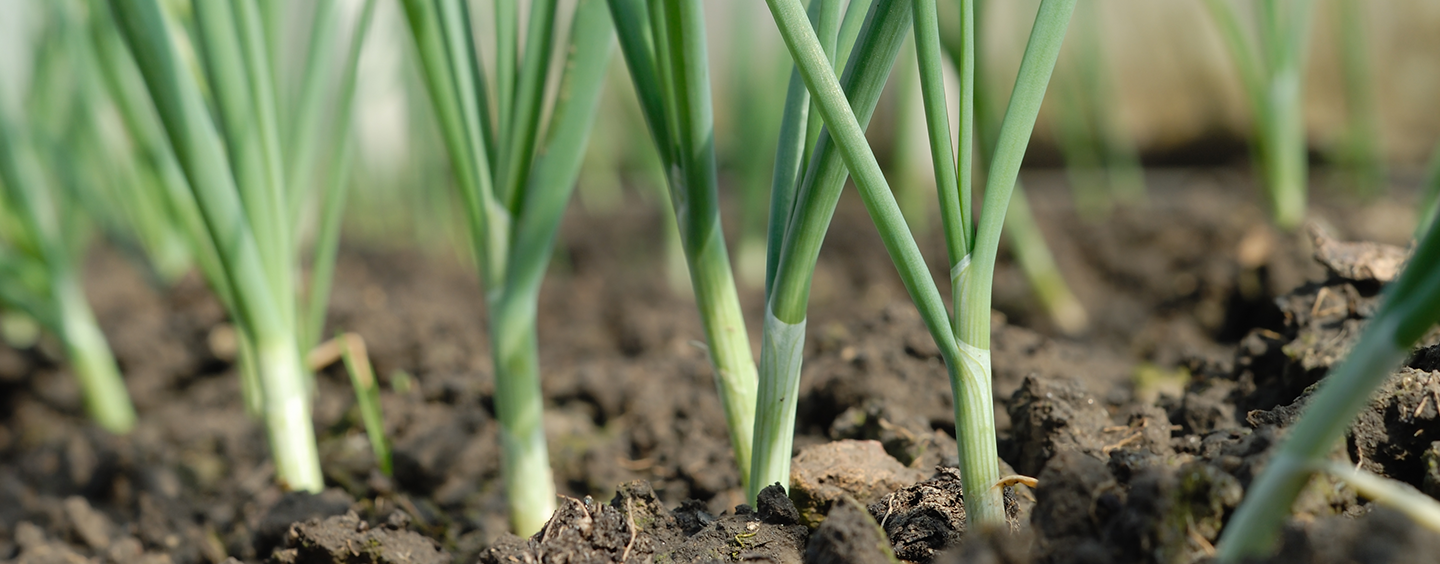 Adviseurs open teelt