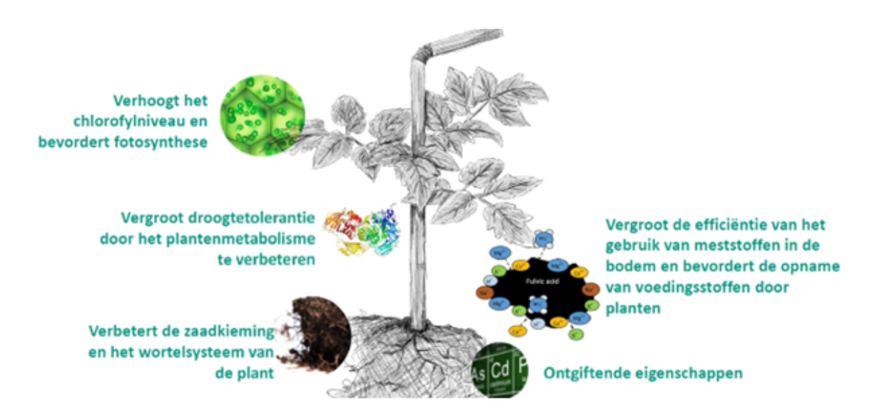 27.03.2026_Nieuwsbrief AH_Bieten en cichorei: ondersteun jouw onkruidbestrijding met Kinsidro Grow+ I2