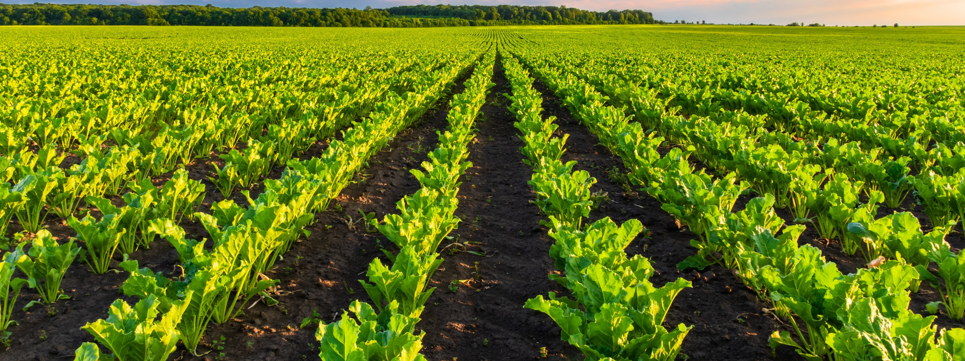 Nutrition des plantes