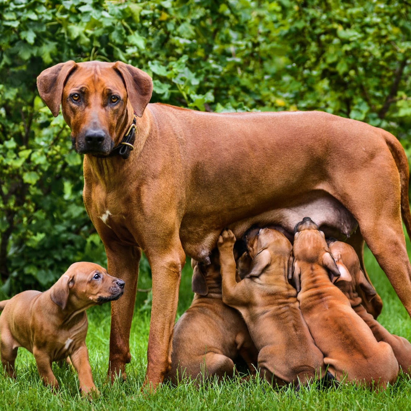 Moederhond met haar nestje puppy’s - Aveve