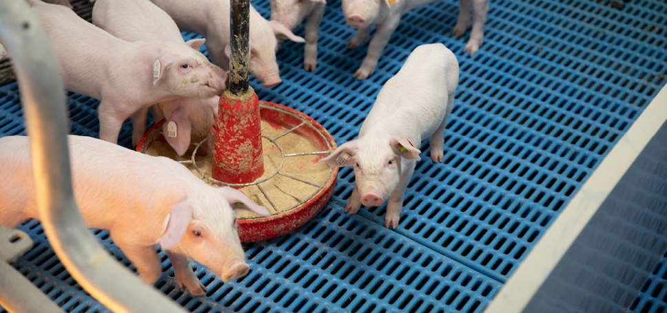 Prestarters 1 968x455px