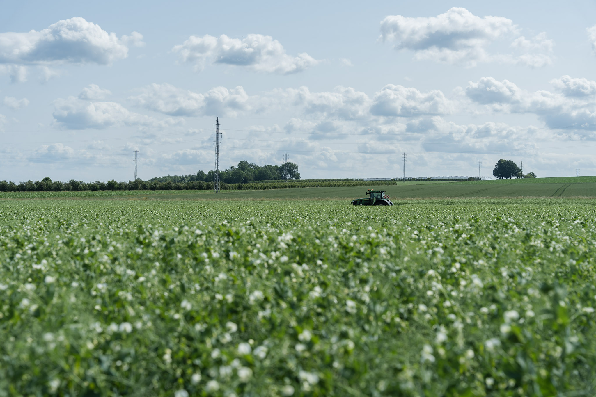 5 Reasons Why Every European Bakery Producer Should Integrate Nuverta Pea Protein and Pea Starch 