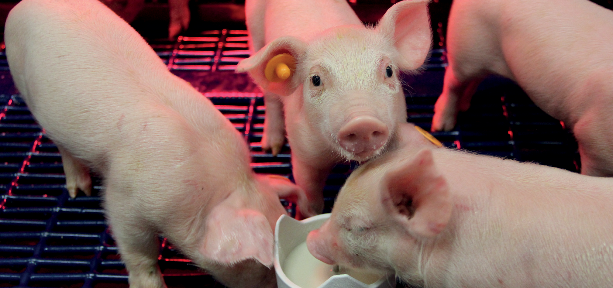 Melkpoeders 968x455px