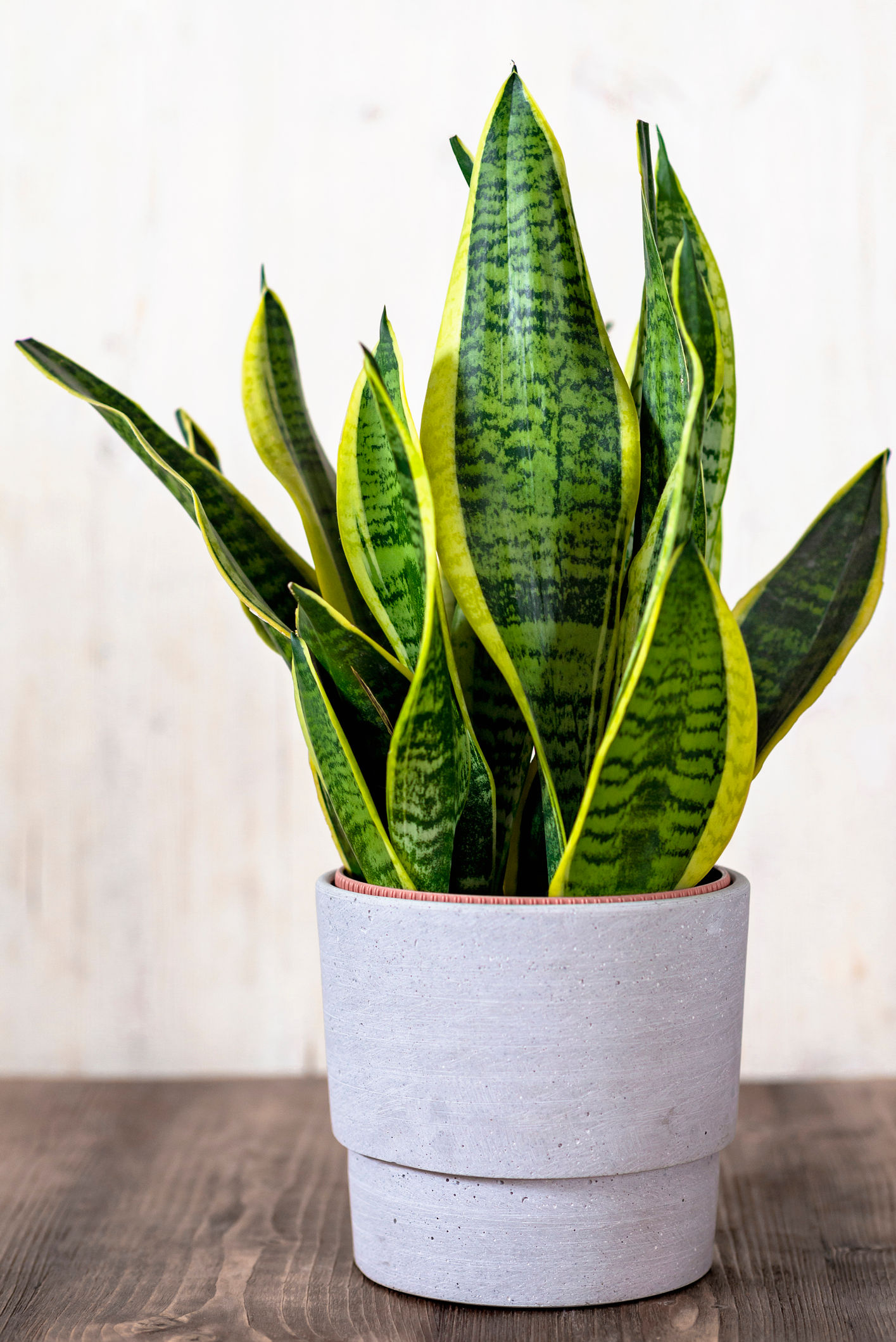 image: sansevieria horizontaal