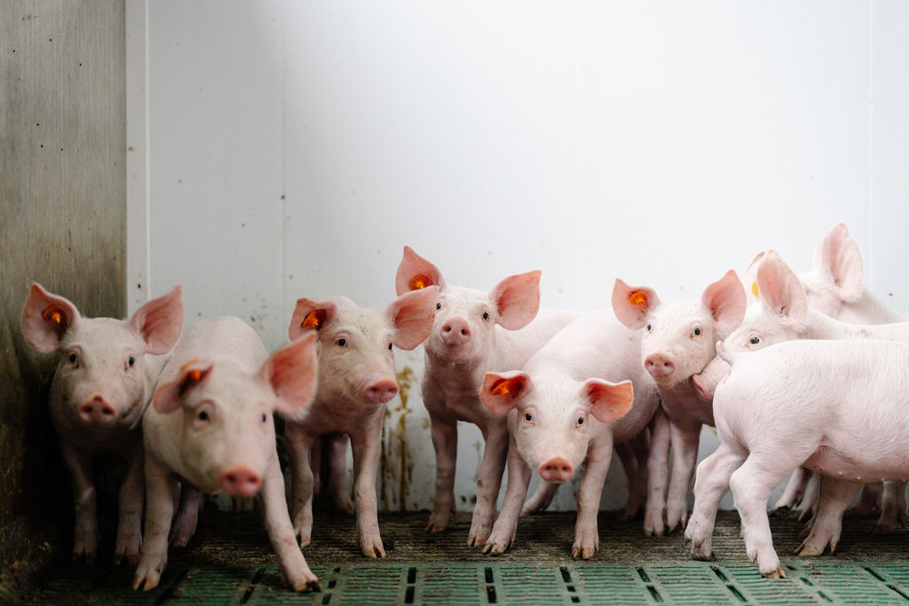 24.04.2026_Nieuwsbrief_AN_Strepto