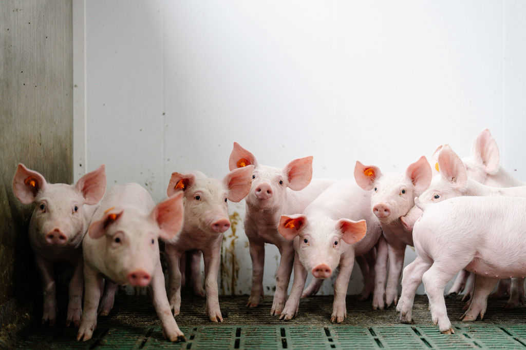 24.04.2026_Nieuwsbrief_AN_Strepto