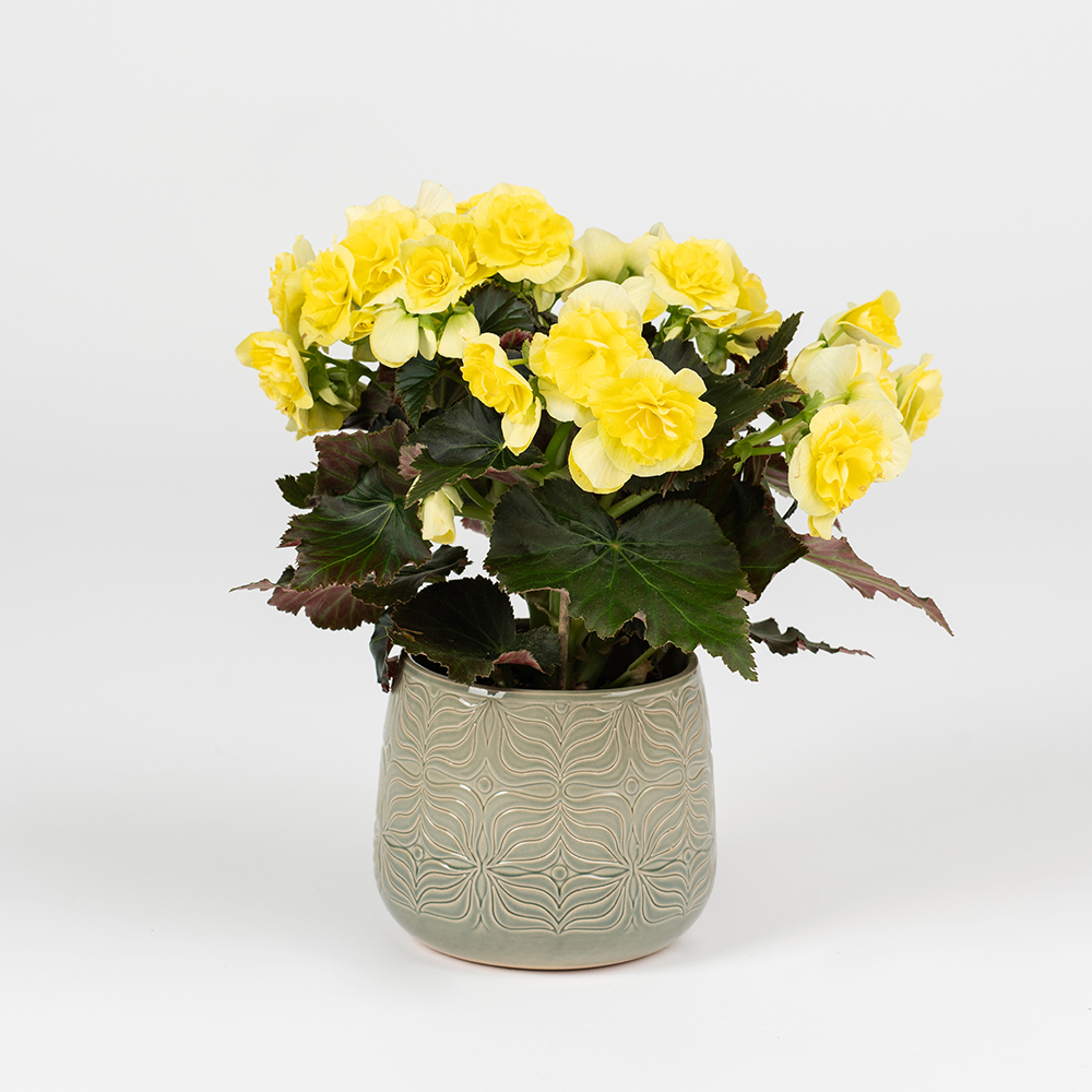 Afbeelding van een begonia met gele bloemen in een pot