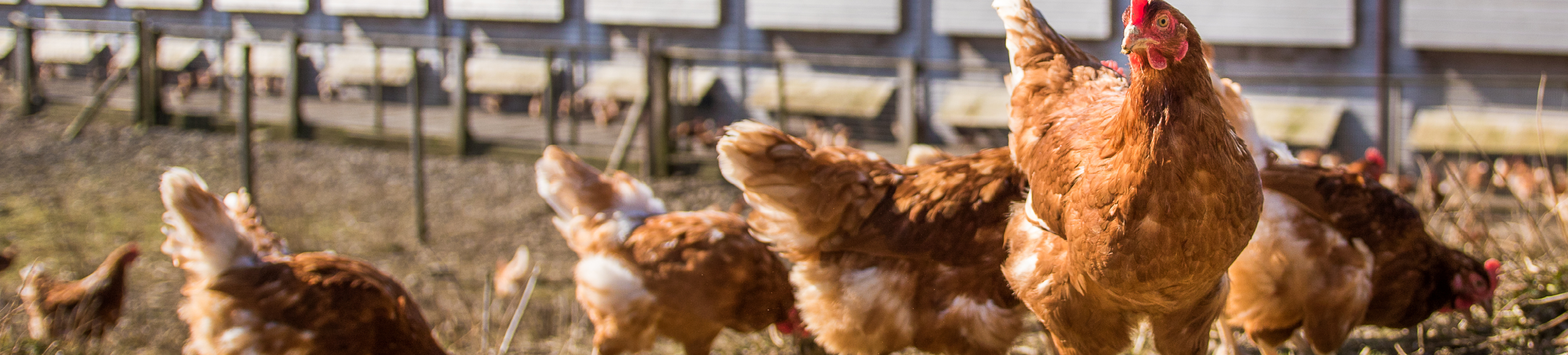 Bio legpluimvee 1920x823px