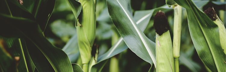 Protection des plantes