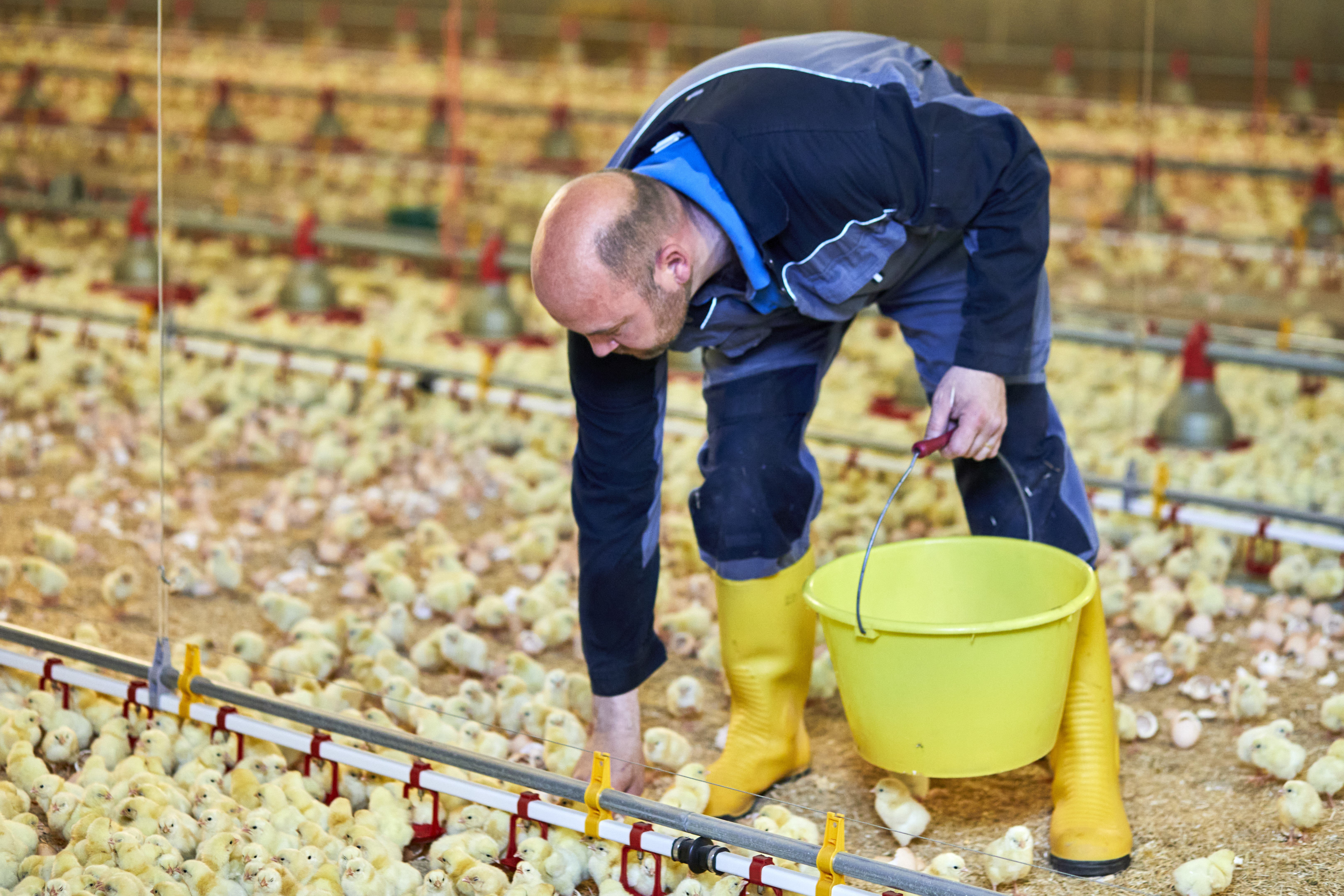 Pluimvee Colruyt picture 4