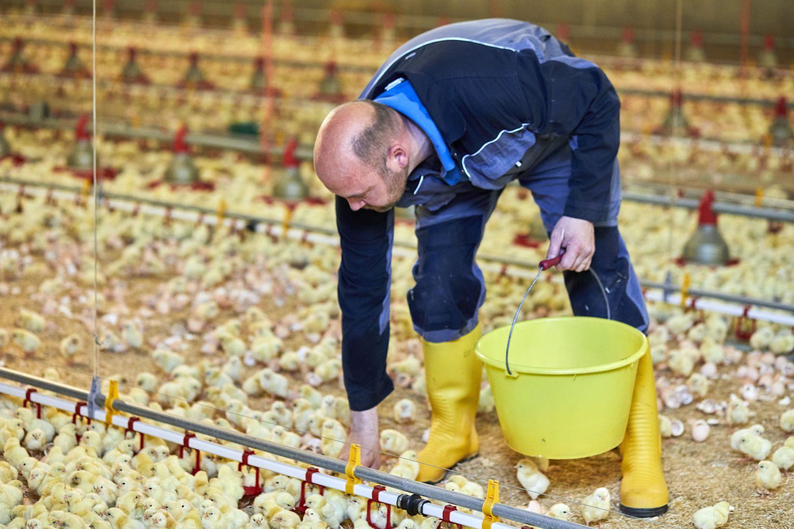 Pluimvee Colruyt picture 4