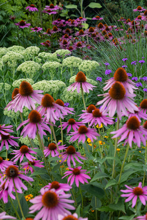 Echinacea 
