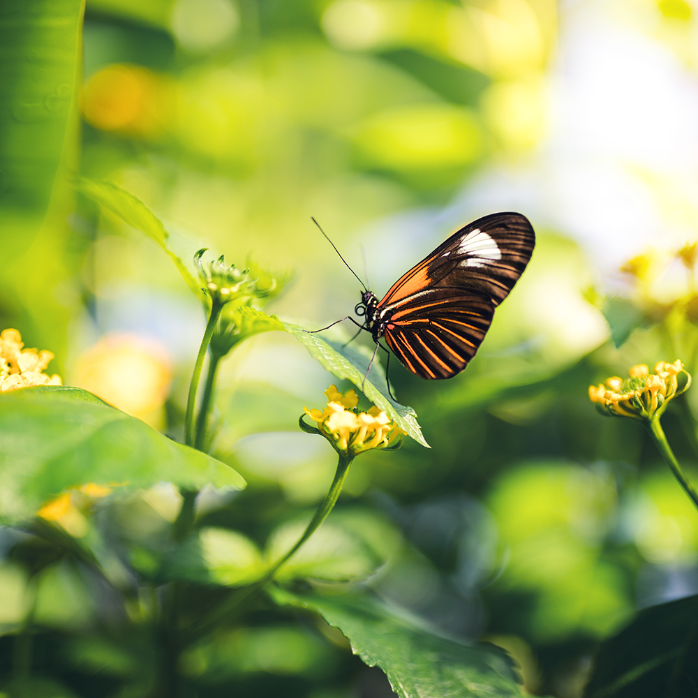 Vlinder in de tuin – Aveve