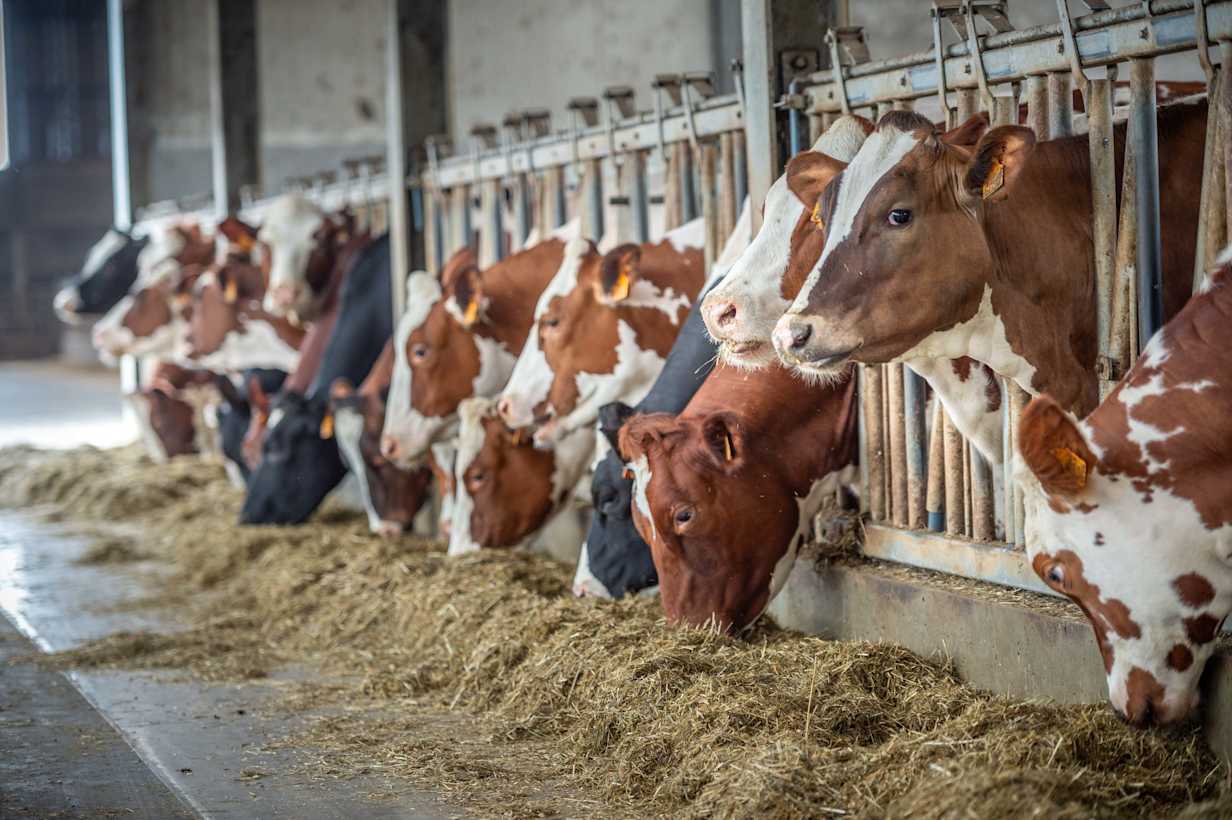 Melkvee en Vleesvee Ronse-0183