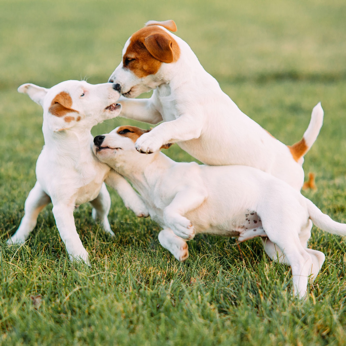 Puppy’s aan het spelen in huiselijke omgeving – Aveve