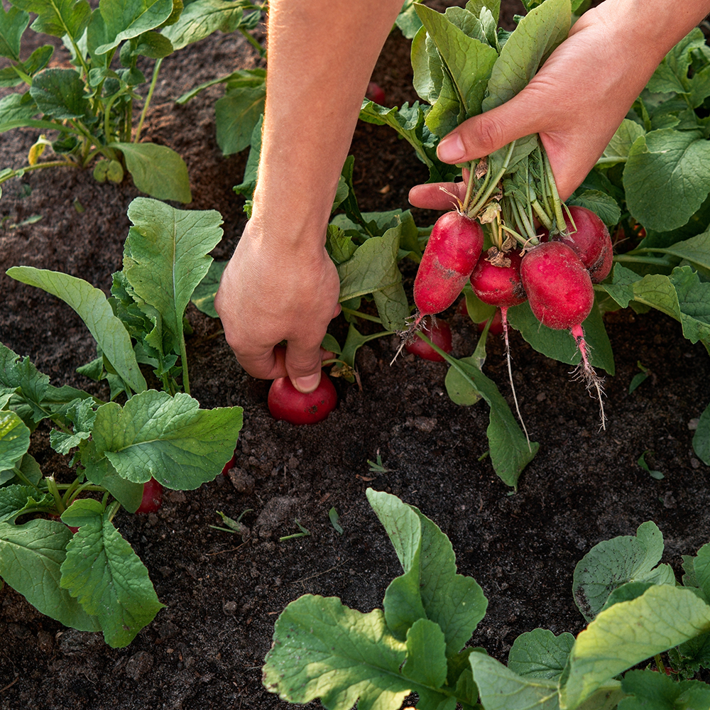 mesh geluid Veeg Groenten zaaien of planten in je moestuin en serre - Aveve