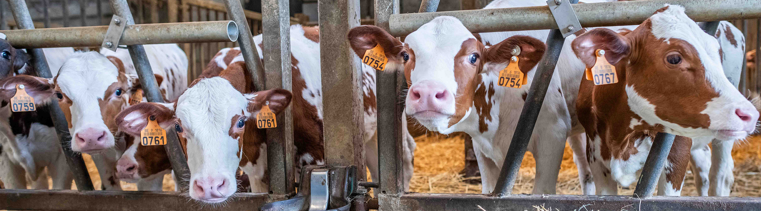 des veaux dans l'étable