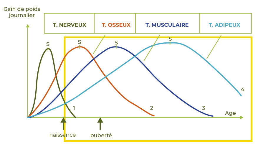 graphique courbe de croissance jeunes animaux