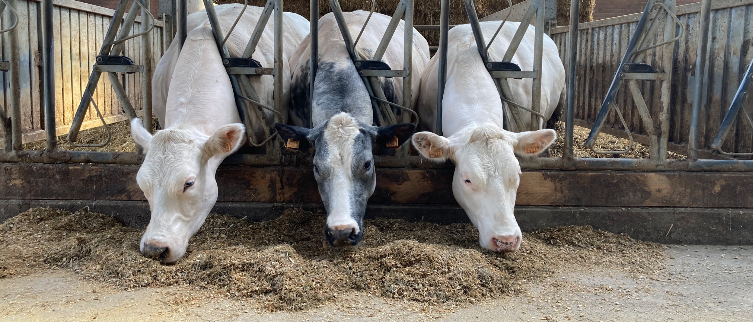 Wil je meer weten over onze voeders voor zoogkoeien?