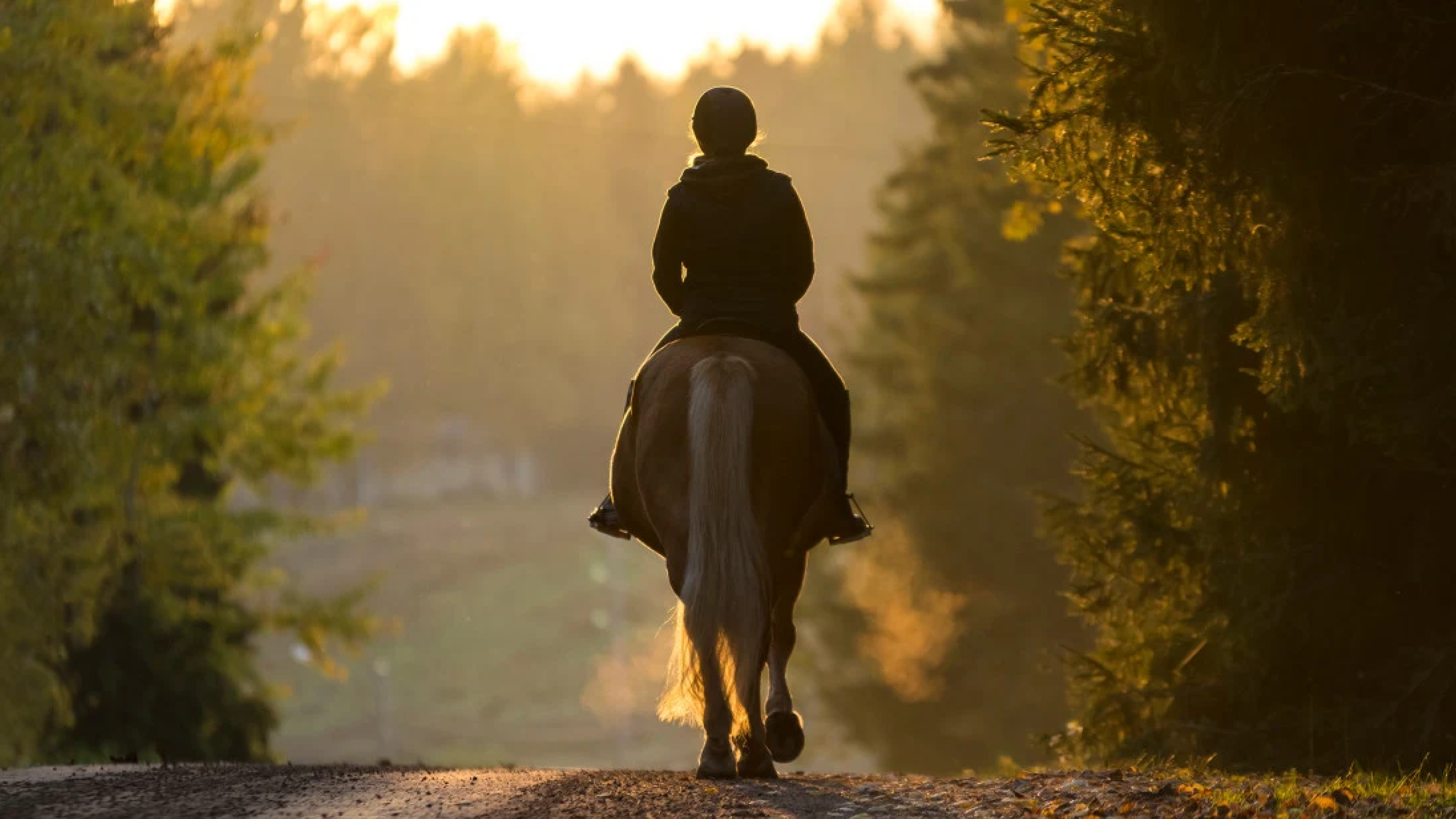 Paard banner 3 1280x720px