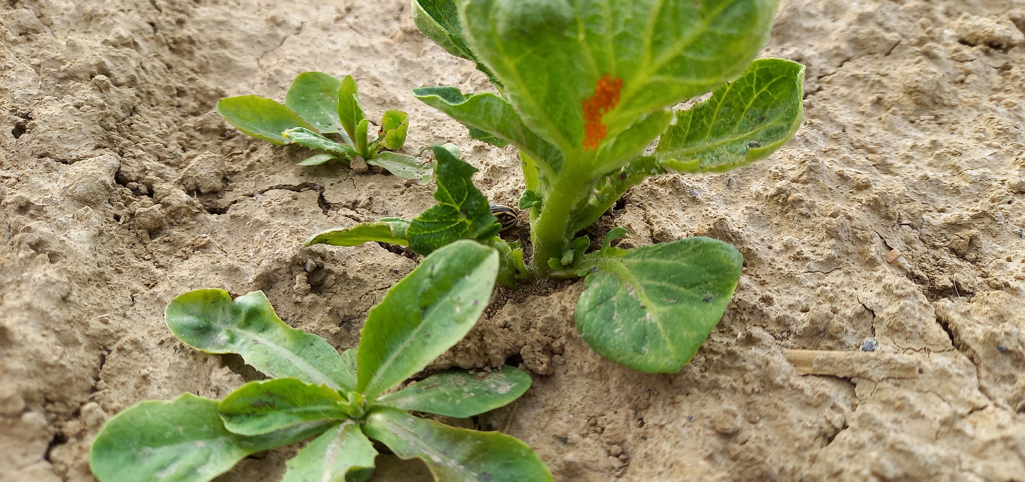 MH toepassen en coloradokever bestrijden in aardappelen 6
