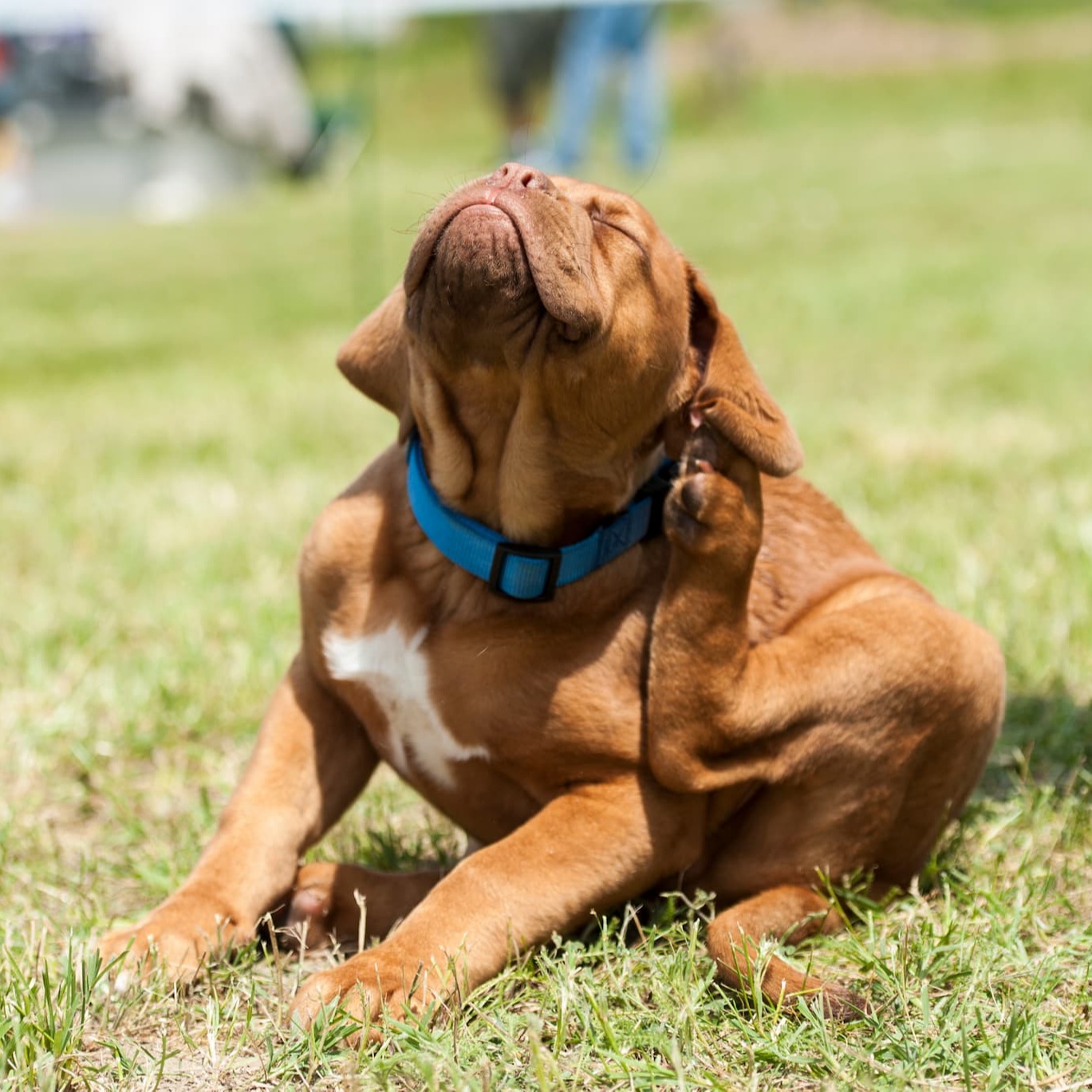 Chien qui se gratte - Aveve