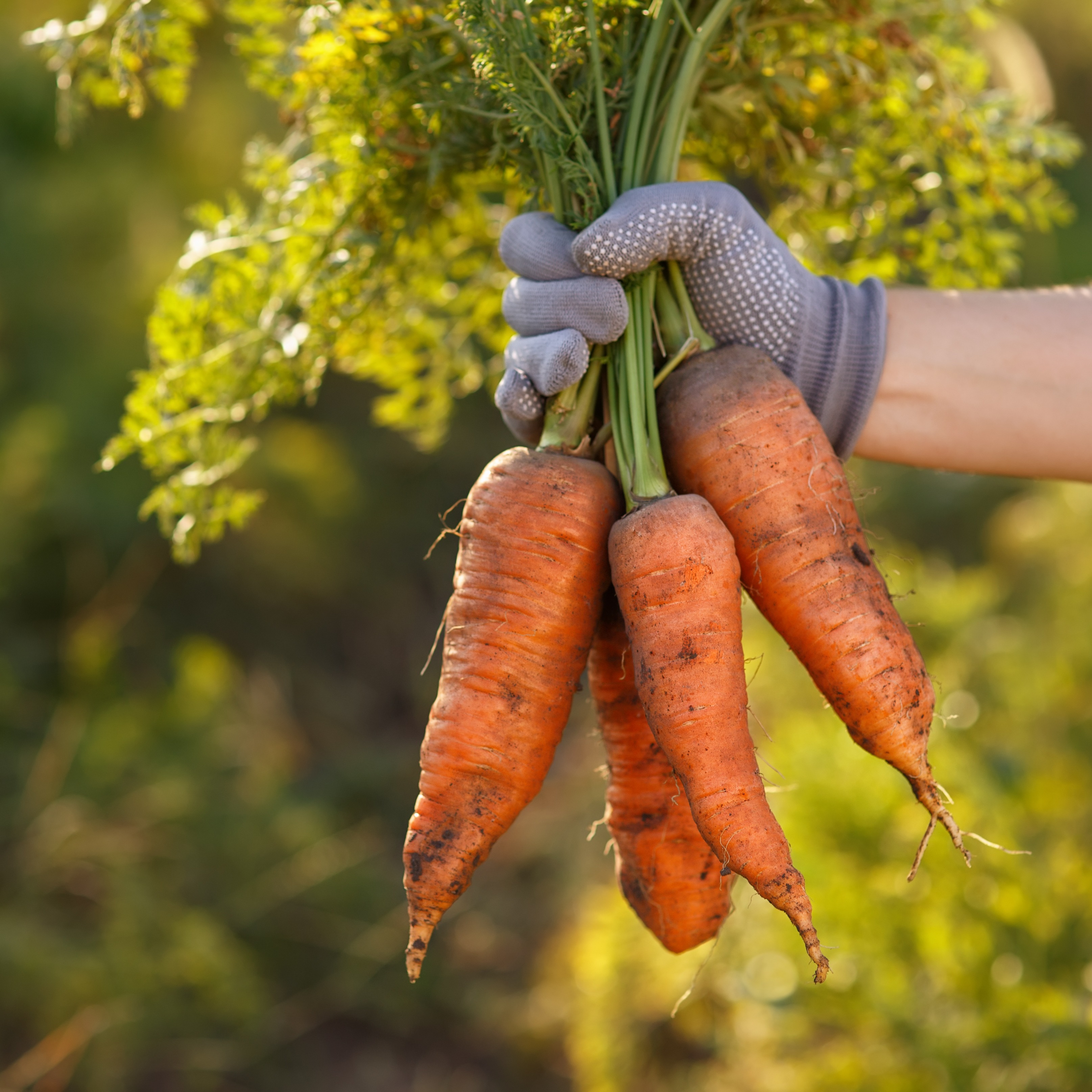 Afbeelding van een gehandschoende hand die wortelen uit een kweekbak oogst - Aveve