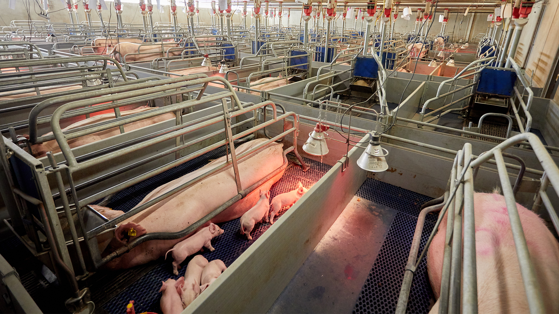 pig sow and piglets in farrowing pen testing station