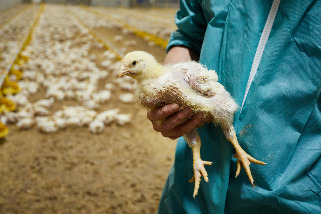 Poussins dans les mains
