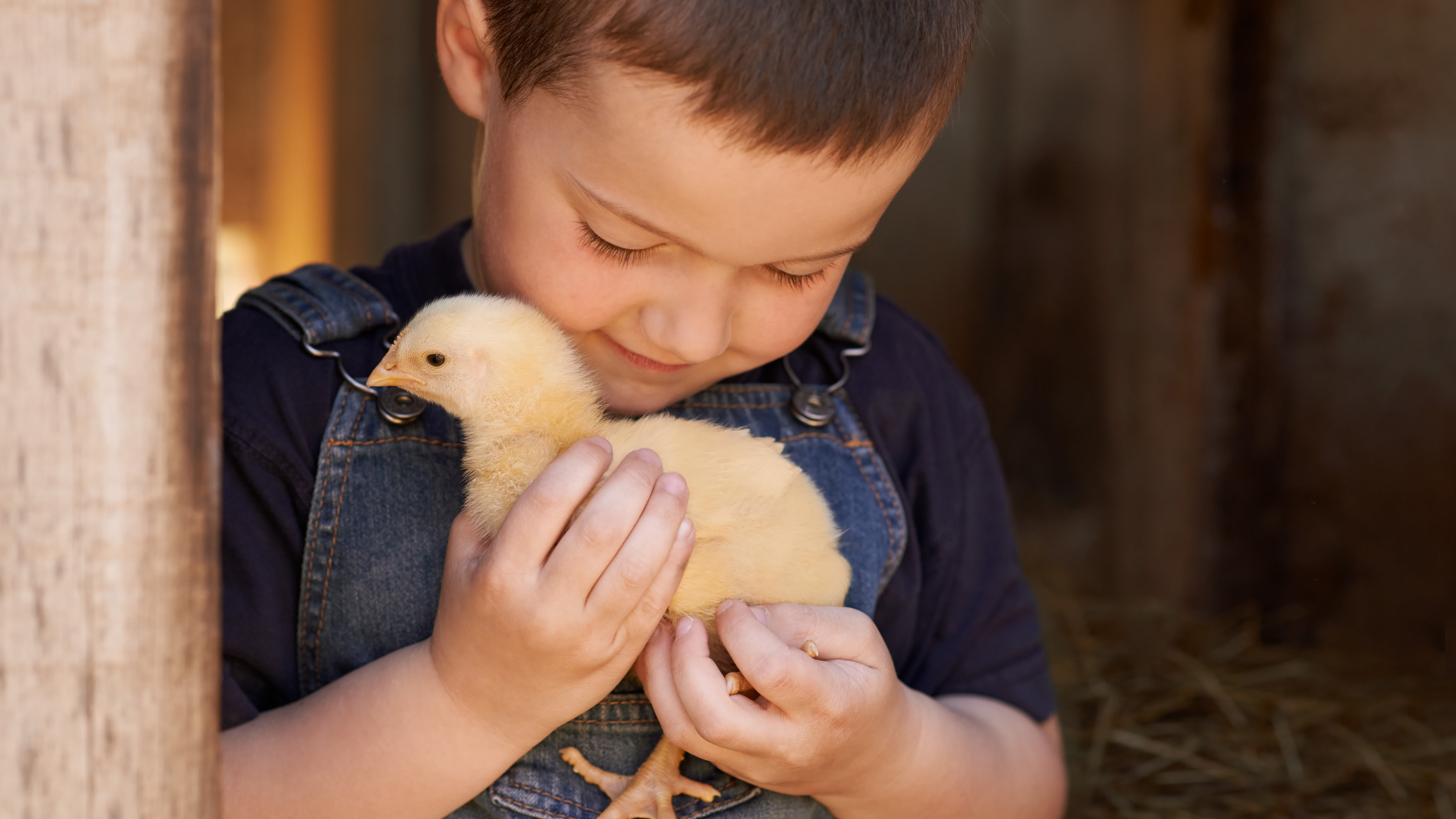 Choisir une race de poule : un poussin dans les mains de son propriétaire - Aveve