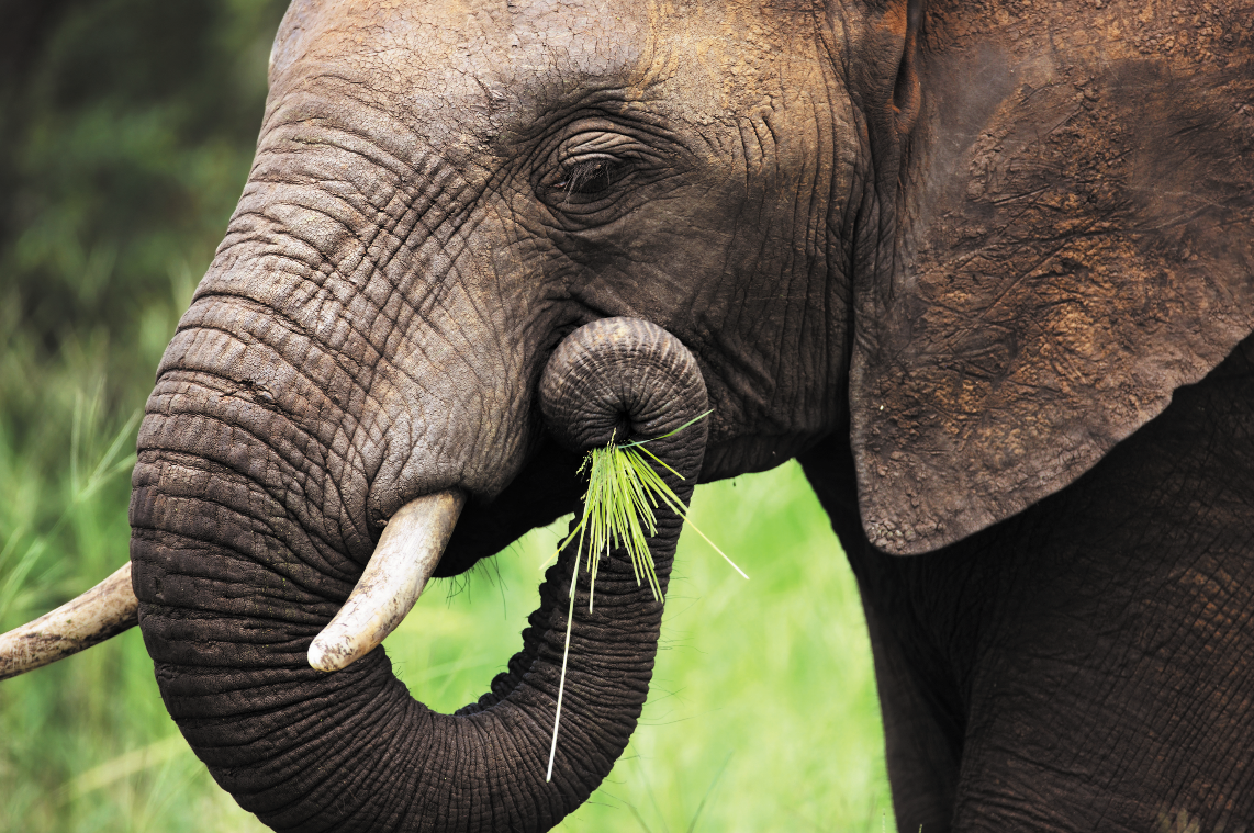 Pachyderms
