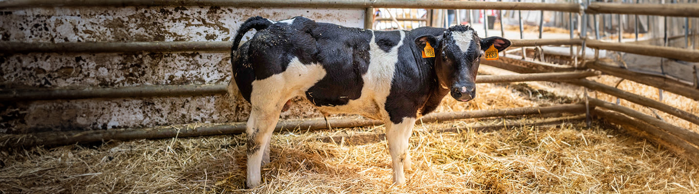 proxani-calf-stable-livestock-growth