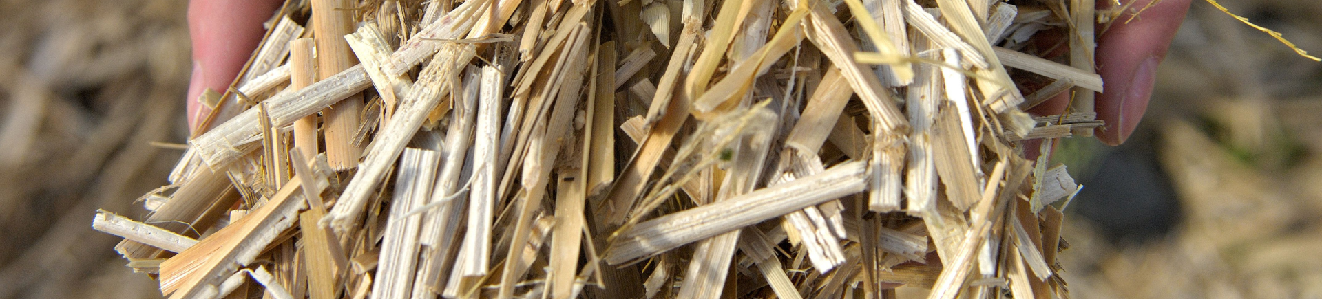 17.06.2026_Nieuwsbrief_AH_Miscanthus in Vlaanderen: een lokaal verhaal