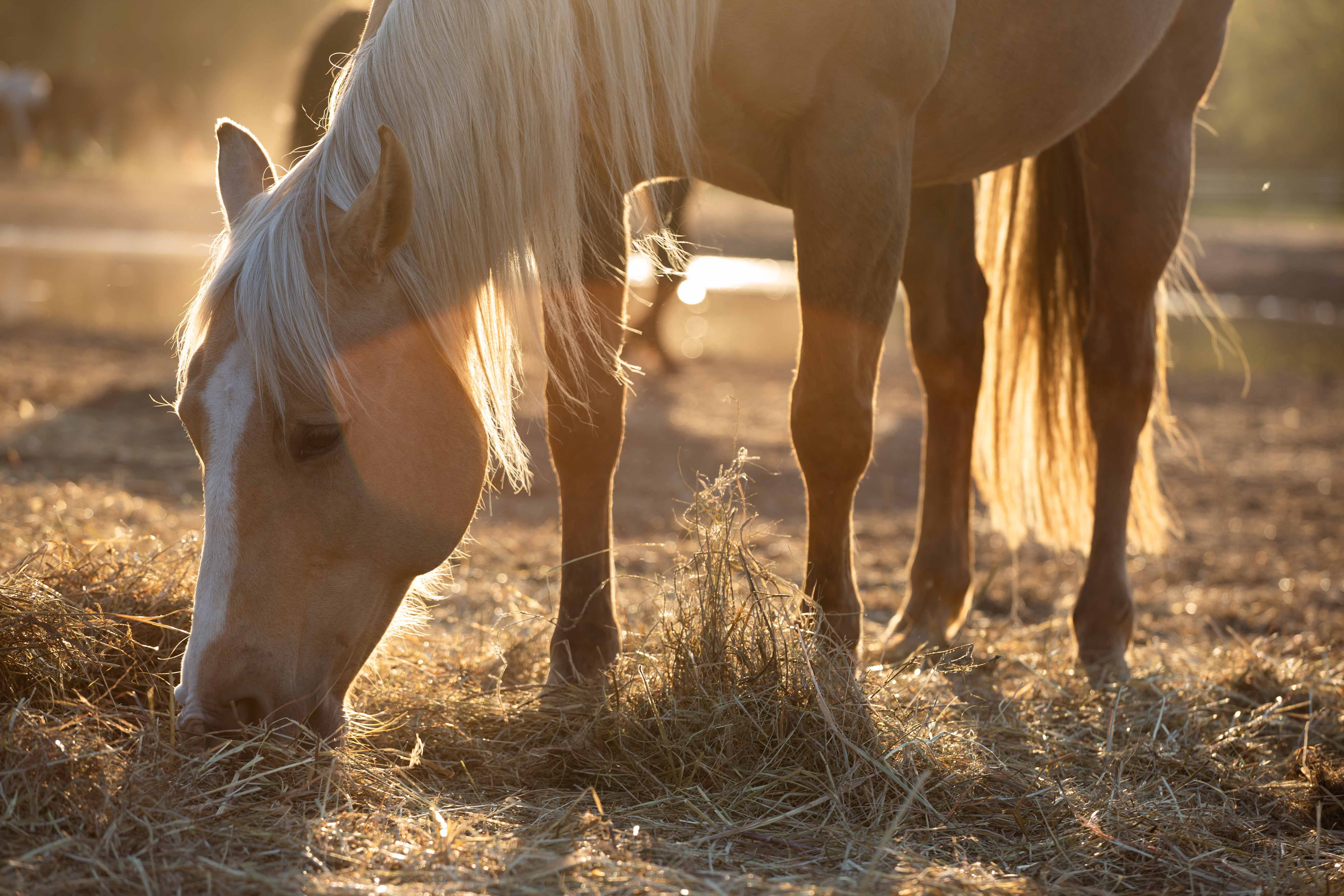Hitte en droogte bij paarden 