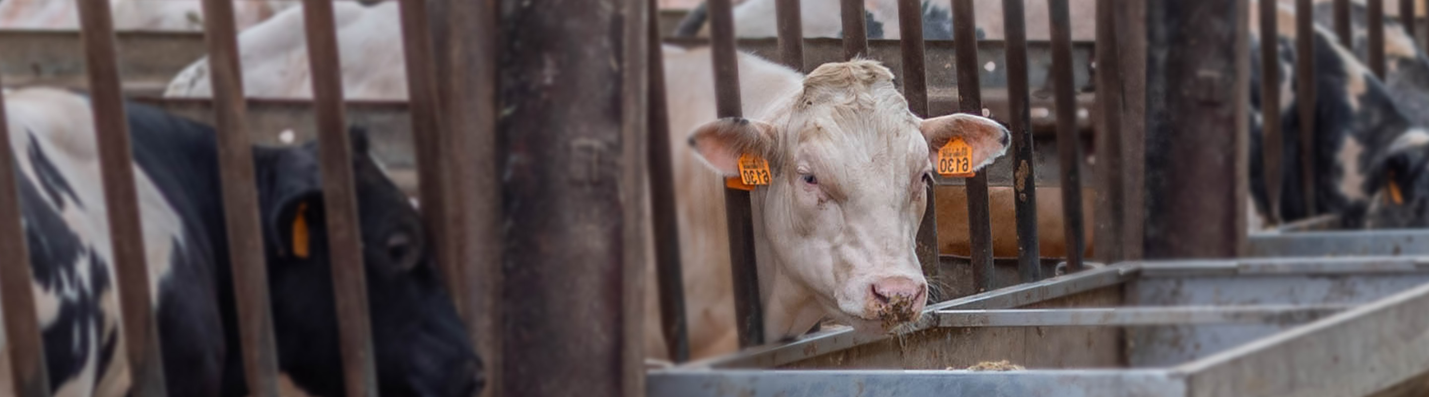 Fleischbulle am Futterautomaten