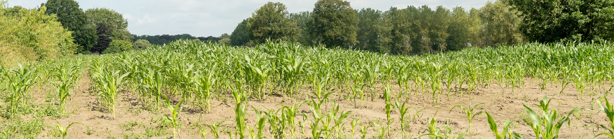 Ruwvoedertekort 30-07 1920x435px