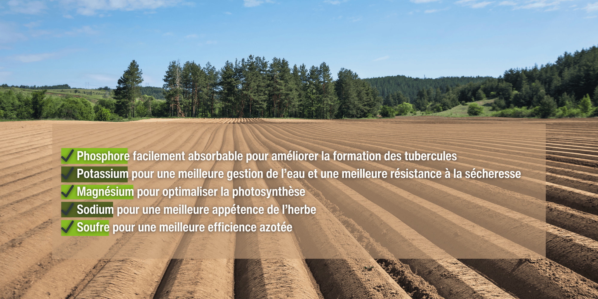 Poudre pommes de terre image banner